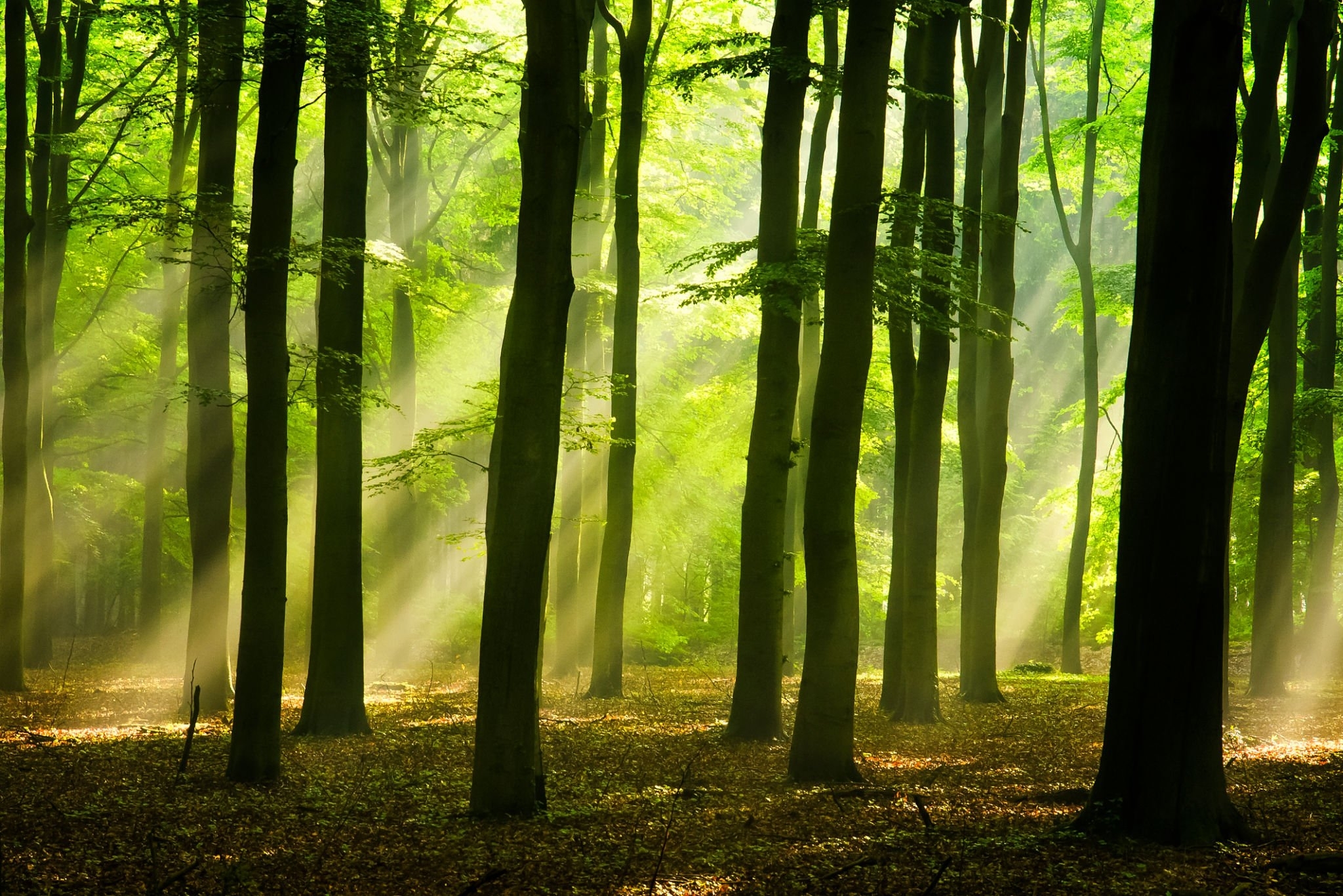 Sunlight filtering through the trees in a serene forest, illustrating the practice of Shinrin-Yoku or forest bathing, which promotes mental and physical well-being through immersion in nature.