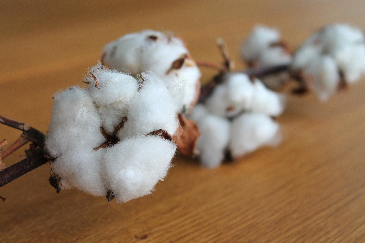 Natural organic cotton bolls on wooden surface representing sustainable textile materials and shift from synthetic to organic design philosophy