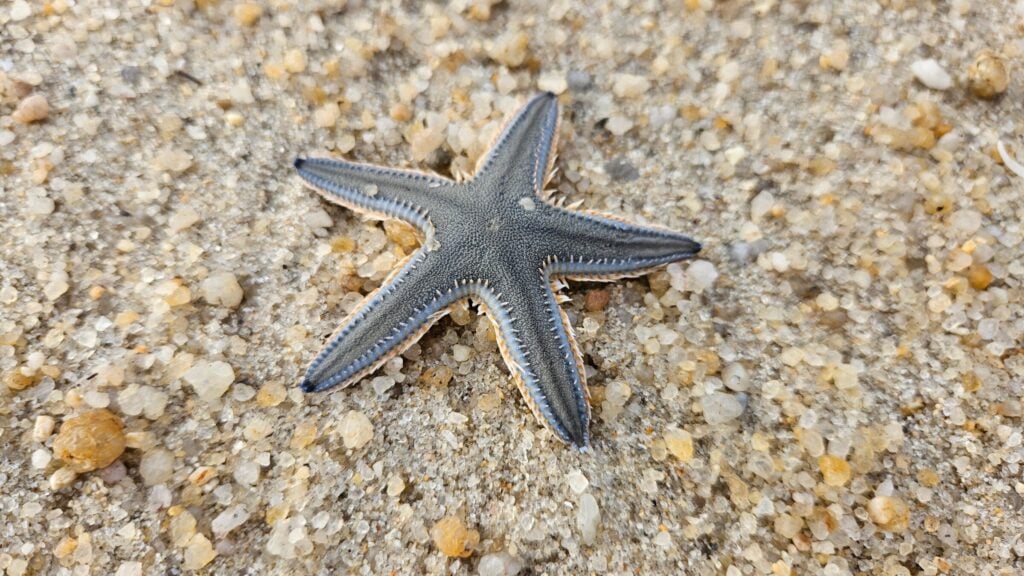 Detailed shot of a blue-grey starfish resting on a sandy beach surface.